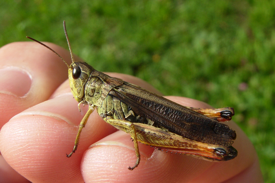 Tutti Stauroderus scalaris